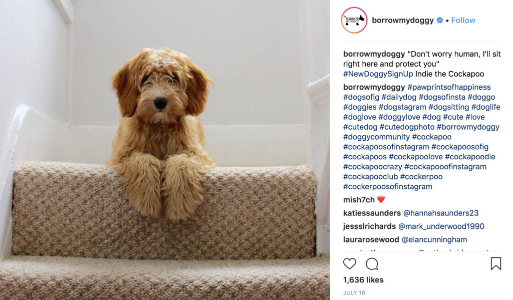 One of the dogs featured on the BorrowMyDoggy Instagram page.